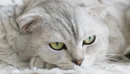 开云-PSG力克HKA，Rekkles送出助攻——电竞巅峰对决中的精彩瞬间